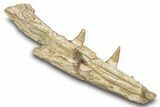 Mosasaur (Platecarpus) Jaw Section with Two Teeth - Morocco #276002-5